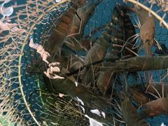 -SHRIMP CLUB万东餐饮钓虾·清吧