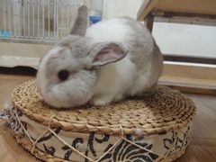 -楼上猫咖(罗湖店)