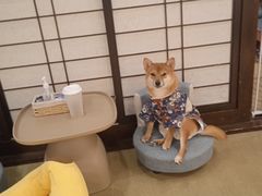 -逗柴咖啡屋·狗咖猫咖宠物桌游