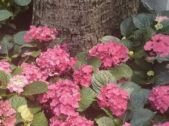 -广州市白云山风景名胜区