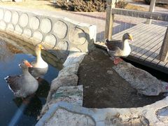 android_upload_pic-北京市海淀外国语实验学校