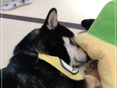 -逗柴咖啡屋·狗咖猫咖宠物桌游