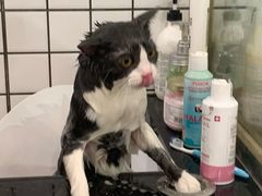 -钦宠·猫咪售卖·洗护·寄养(东圃旗舰店)