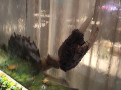 -新花城蟹粉馆(乌鲁木齐店)