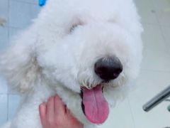 -宠福鑫康馨动物医院·骨科·眼科
