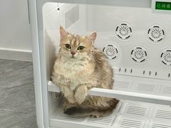 -爱洗澡的猫(望京店)