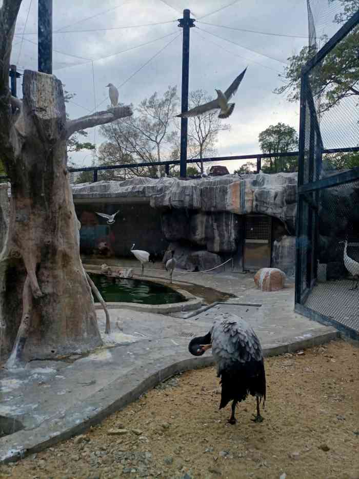 厦门最大动物园图片