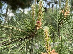 -黑龙江省森林植物园