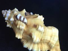 -贝壳梦幻世界