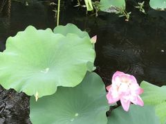 -荷塘月色湿地公园·向阳花洲