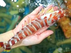 -凯华海鲜火锅·传承三十六年