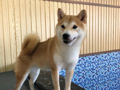 大堂-柴源莊·柴小宠柴犬咖啡