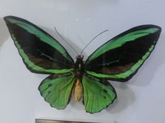 -上海昆虫博物馆