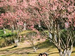 -峙山公园