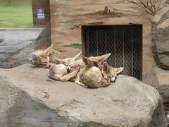 -上海野生动物园