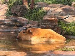 -海南热带野生动植物园