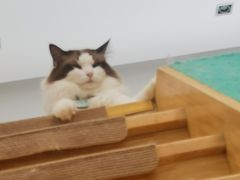-猫在这儿猫咪咖啡馆·撸猫馆