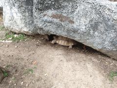 -清迈夜间动物园