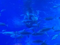 -成都浩海立方海洋公园