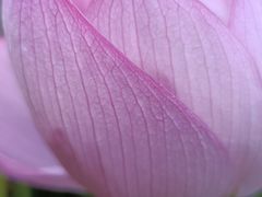 -陈家山荷花公园