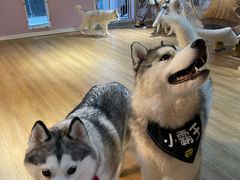 -Husky Go! 哈士奇体验馆·宠物咖啡厅狗咖