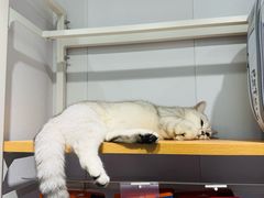 -爱洗澡的猫(望京店)