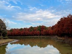 -上海海湾国家森林公园