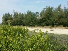 -北海金海湾红树林生态旅游区