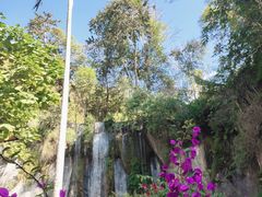 -西双版纳原始森林公园