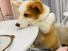 -浣熊柯尔鸭土拨鼠·电玩咖