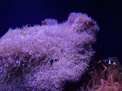 -西雅图水族馆