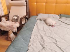 -猫大福·Fortune Cat猫舍(百子湾店)