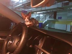 -70cat德文卷毛猫·缅因猫纯种猫舍