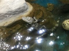 -上海大自然野生昆虫馆(东方明珠·爬宠昆虫探索中心)