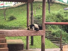 -中国大熊猫保护研究中心雅安碧峰峡基地