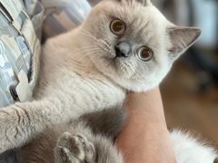 -猫大福·Fortune Cat猫舍(百子湾店)