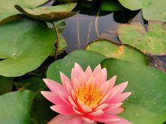 -中国科学院华南植物园
