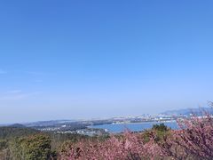 -香雪海
