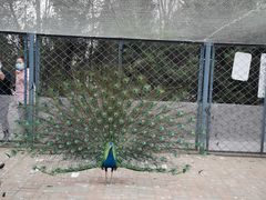 -长白岛森林公园