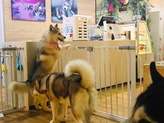 -Husky Go! 哈士奇体验馆·宠物咖啡厅狗咖