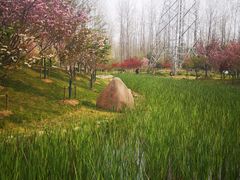 -合肥滨湖国家森林公园