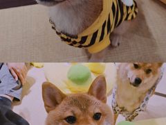 -逗柴咖啡屋·狗咖猫咖宠物桌游
