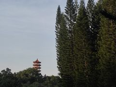 -深圳仙湖植物园