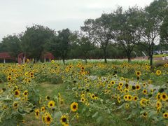 -杭州湾海上花田景区