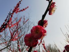 -莘庄梅园