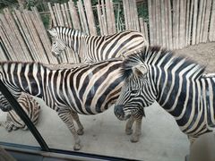 -上海野生动物园