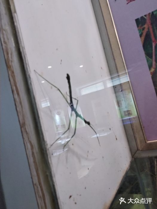 上海昆虫博物馆图片