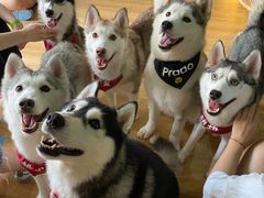 -Husky Go! 哈士奇体验馆·宠物咖啡厅狗咖