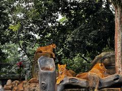-海南热带野生动植物园