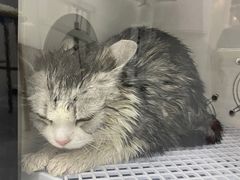 -1013 PET SHOP精品宠物商店(丁香店)